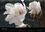 CALVENDO Nature  Fleurs Fiore Flower Blumen (Calendrier mural 2020 DIN A4 horizontal). Des beautés à admirer toute l'année (Calendrier mensuel, 14 Pages )