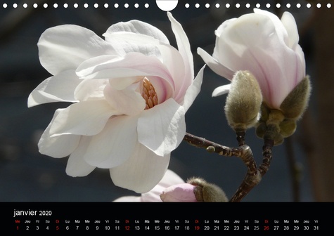 CALVENDO Nature  Fleurs Fiore Flower Blumen (Calendrier mural 2020 DIN A4 horizontal). Des beautés à admirer toute l'année (Calendrier mensuel, 14 Pages )