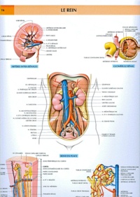 Pierre Kamina - Planche Murale D'Anatomie : Le Rein.