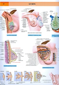 Pierre Kamina - Planche Murale D'Anatomie : Le Sein.