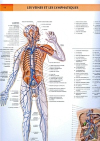 Pierre Kamina - Planche Murale D'Anatomie : Veines Et Vaisseaux Lymphatiques.