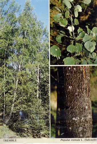  Pierron - Arbres feuillus - Série de cartes.