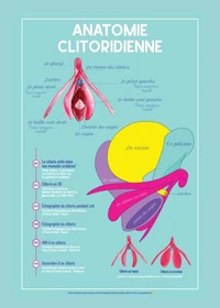 Planche anatomique du clitoris