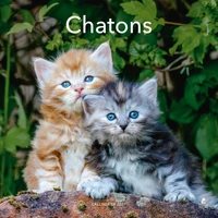 Calendrier Chatons