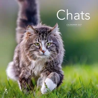 Calendrier Chats