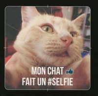 Mon chat fait un selfie