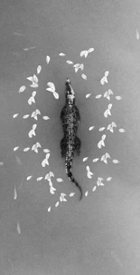 Petals Beside The Crocodile
