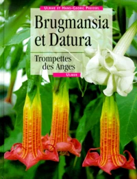 Brugmansia Et Datura. Trompettes Des Anges