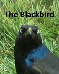 Téléchargez des livres sur ipad d'Amazon The Blackbird en francais par R. Bantam