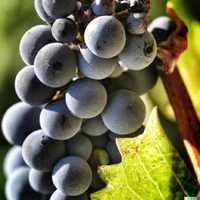 Secrets on the Vine