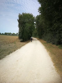 Sur le chemin avec violette
