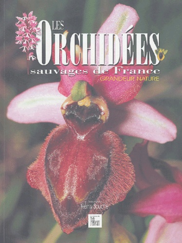 Rémy Souche - Les Orchidées sauvages de France - Grandeur nature.