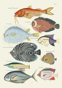 Carnet - Poissons, écrevisses et crabes