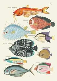 Carnet Poissons, écrevisses et crabes