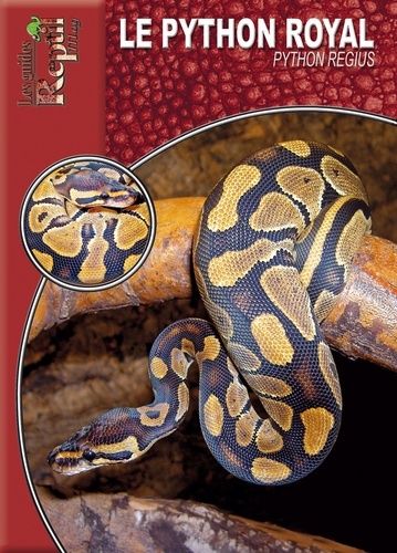 Le python royal. Python Regius