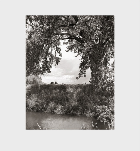 Robert Adams - Robert Adams cottonwoods.