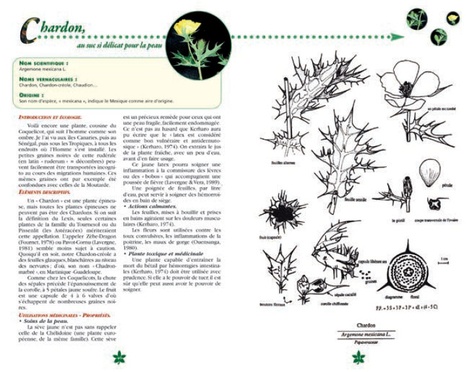 Les plantes médicinales réunionnaises d'aujourd'hui