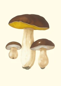 Carnet Champignons comestibles et vénéneux