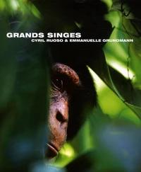 Grands singes