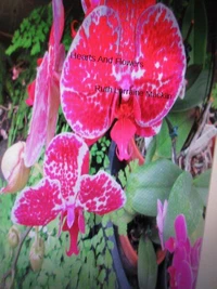 Hearts And Flowers