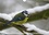 CALVENDO Animaux  Jolis oiseaux de jardin (Calendrier mural 2021 DIN A4 horizontal). Observés pendant toute l'année... (Calendrier mensuel, 14 Pages )