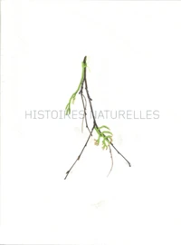Histoires naturelles