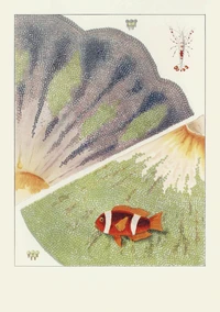 Carnet - La Grande Barrière de corail