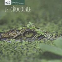 Le crocodile