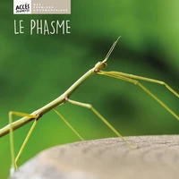 Le phasme