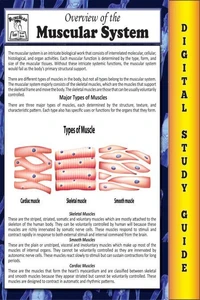 Muscular System ( Blokehead Easy Study Guide)