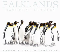 Falklands - manchots - penguins