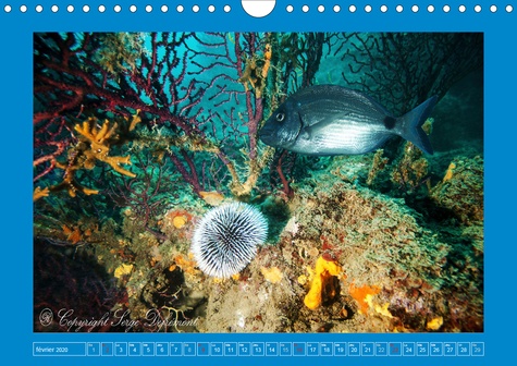 CALVENDO Animaux  Le monde sous marin de Méditerranée (Calendrier mural 2020 DIN A4 horizontal). Les merveilles de la Méditerranée (Calendrier mensuel, 14 Pages )
