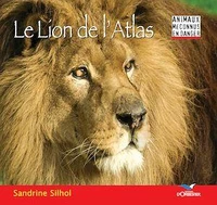 Le lion de l'Atlas