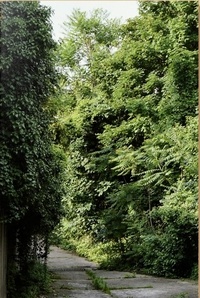 Simon Boudvin - Ailanthus altissima - Une monographie située de l'ailante.