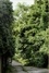 Ailanthus altissima. Une monographie située de l'ailante