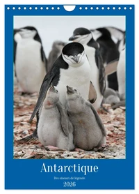 Antarctique des oiseaux de légende (Calendrier mural 2026 DIN A4 horizontal), CALVENDO calendrier mensuel