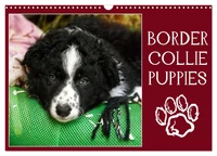 Border collie puppies (Calendrier mural 2026 DIN A3 vertical), CALVENDO calendrier mensuel