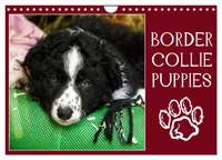 Border collie puppies (Calendrier mural 2026 DIN A4 vertical), CALVENDO calendrier mensuel
