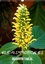 Calendrier Fleurs tropicales / organiseur familial  Edition 2020