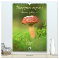 Champignons magiques - Beautés éphémères (Calendrier mural 2026 DIN A2 horizontal) calendrier de bureau