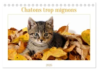 Chatons trop mignons (Calendrier de bureau 2026 DIN A5 vertical), CALVENDO calendrier mensuel