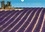 Chemins de lavande. Paysages de champs de lavande. Calendrier mural A4 horizontal 2017