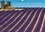Chemins de lavande. Paysages de champs de lavande. Calendrier mural A3 horizontal 2017