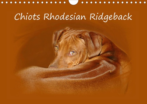 Chiots rhodesian ridgeback  Edition 2020