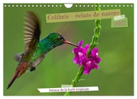 Colibris - éclats de nature (Calendrier mural 2027 DIN A4 vertical), CALVENDO calendrier mensuel
