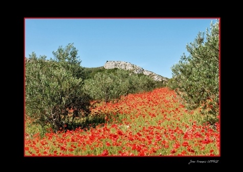 Coquelicot de mon coeur