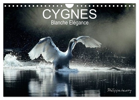 Philippe Henry - CALVENDO Animaux  : CYGNES. Blanche Elégance (Calendrier mural 2024 DIN A4 vertical), CALVENDO calendrier mensuel - Les plus belles photos de cygnes prises dans des régions sauvages de France et de Finlande..