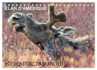 ÉLAN D'AMÉRIQUE - ROI DES FORÊTS DU NORD (Calendrier de bureau 2026 DIN A5 vertical), CALVENDO calendrier mensuel
