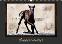 Kathy Mahevo - Equus caballus.