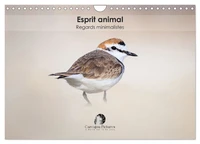 Esprit animal - Regards minimalistes (Calendrier mural 2026 DIN A4 vertical), CALVENDO calendrier mensuel